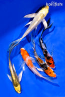 PACK OF (5) 4-5" BUTTERFLY KOI