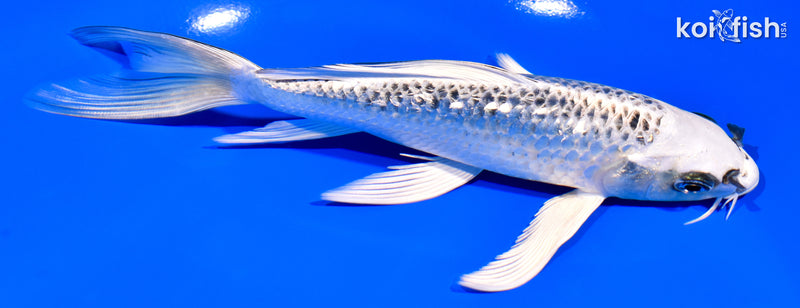 6.75" GIN MATSUBA BUTTERFLY