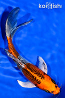 7.25" KUJAKU BUTTERFLY