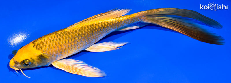 7.75" KI MATSUBA BUTTERFLY