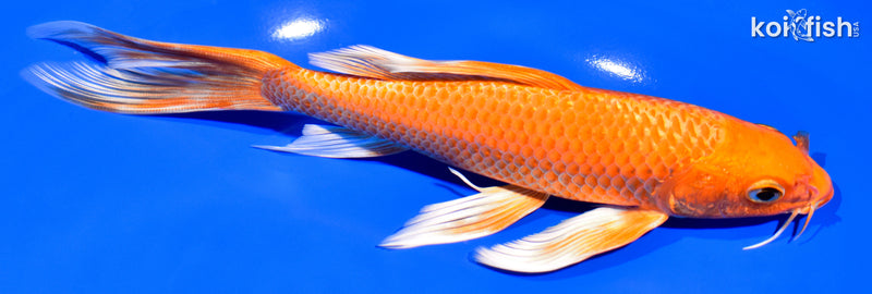 8" ORENJI OGON BUTTERFLY