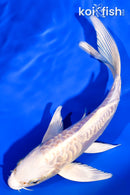 5.75" ARAGOKE PLATINUM OGON BUTTERFLY