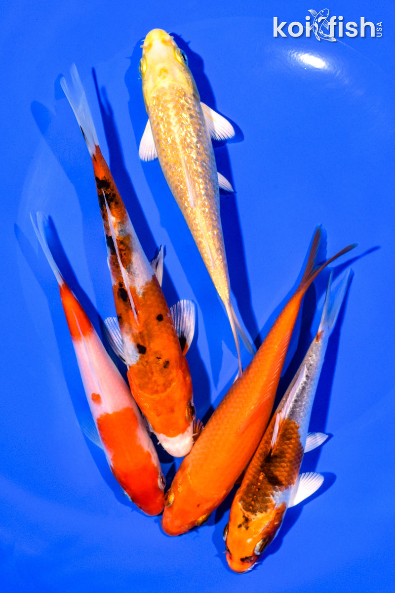 PACK OF (5) 4-5" STANDARD KOI