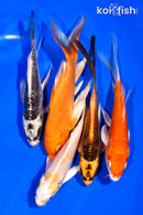 PACK OF (5) 5-6" BUTTERFLY KOI