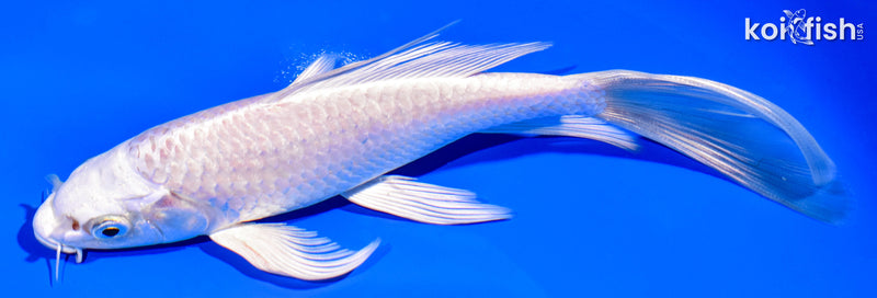 7.25" PLATINUM OGON BUTTERFLY