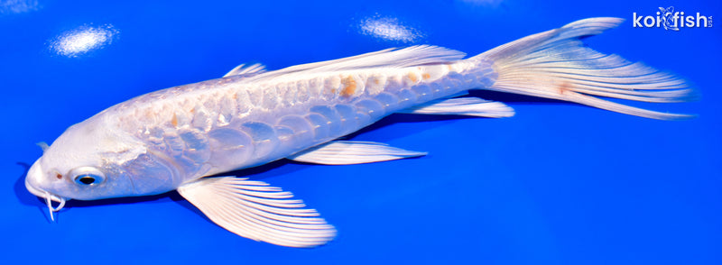 7.75" GINRIN ARAGOKE HARIWAKE BUTTERFLY