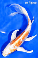 7.5" KIKUSUI BUTTERFLY