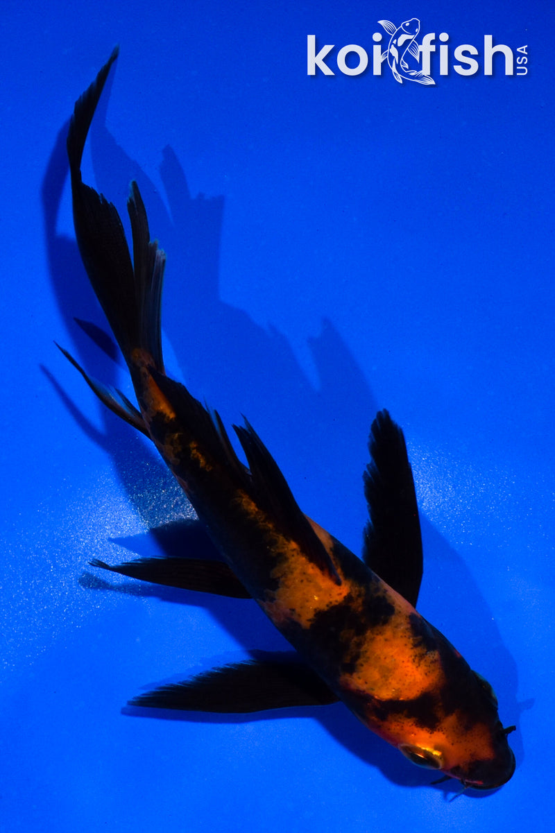 5" HI UTSURI BUTTERFLY