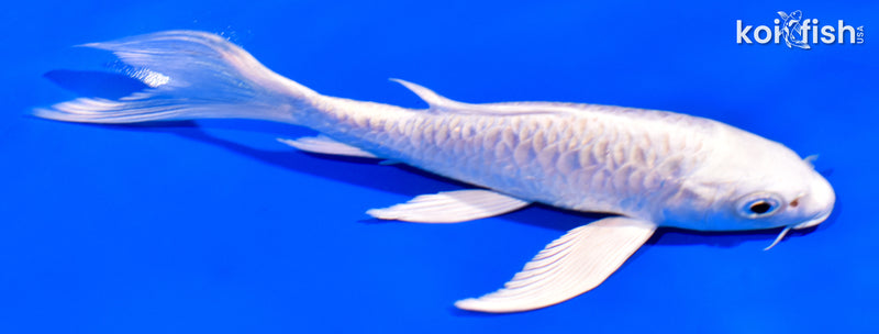 5.5" PLATINUM OGON BUTTERFLY