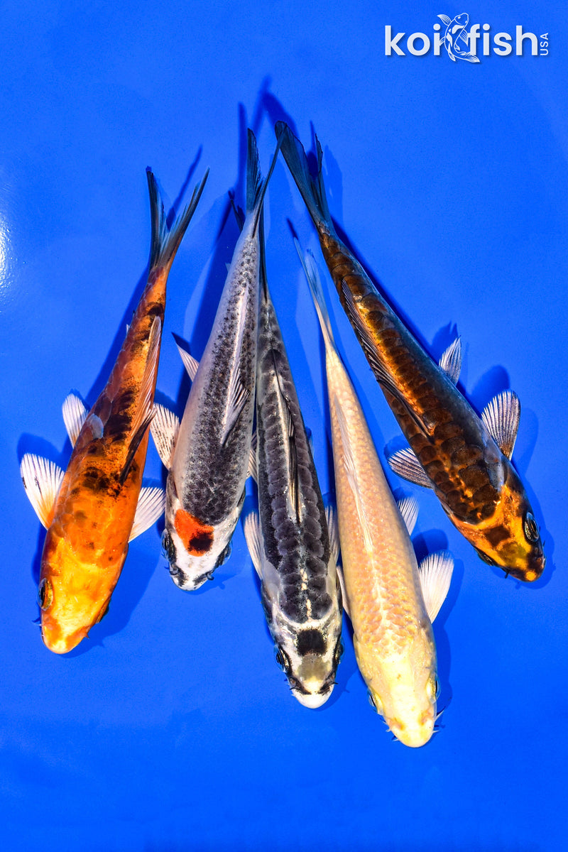 PACK OF (5) 4-5" STANDARD KOI