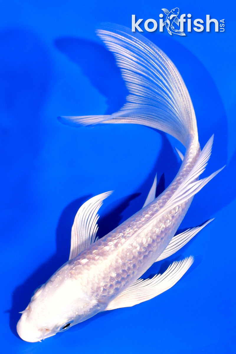 6" GINRIN PLATINUM OGON BUTTERFLY