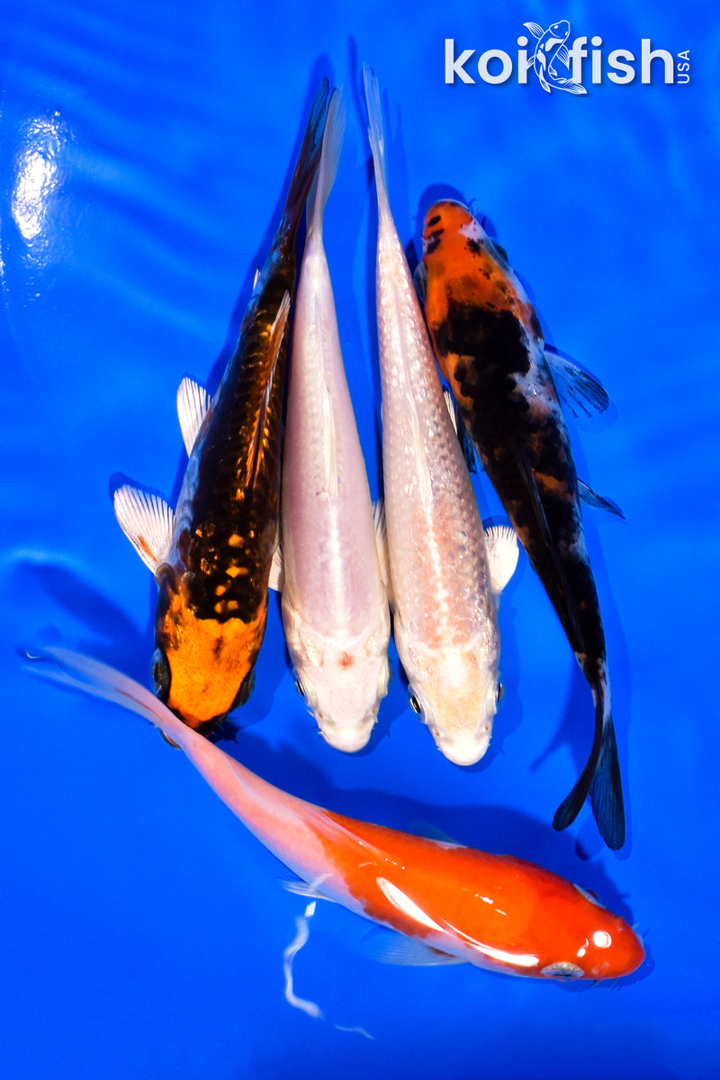 PACK OF (5) 3-4" MIXED STANDARD KOI