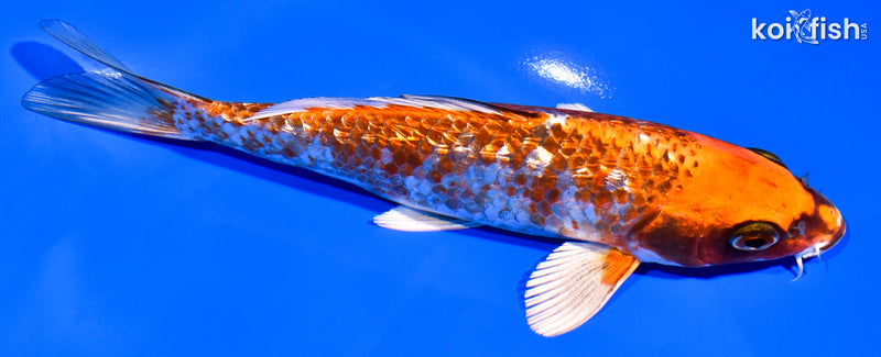 6.75" GINRIN BENI GINGA