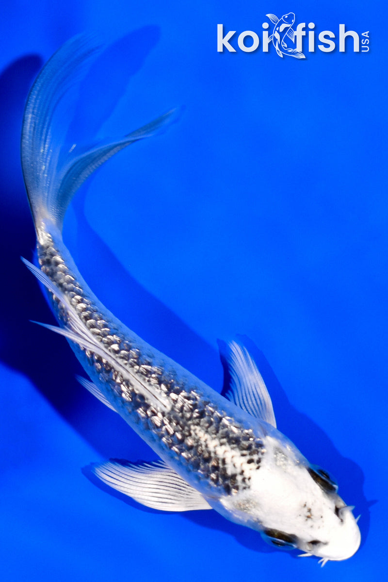 4" GINRIN GIN MATSUBA BUTTERFLY