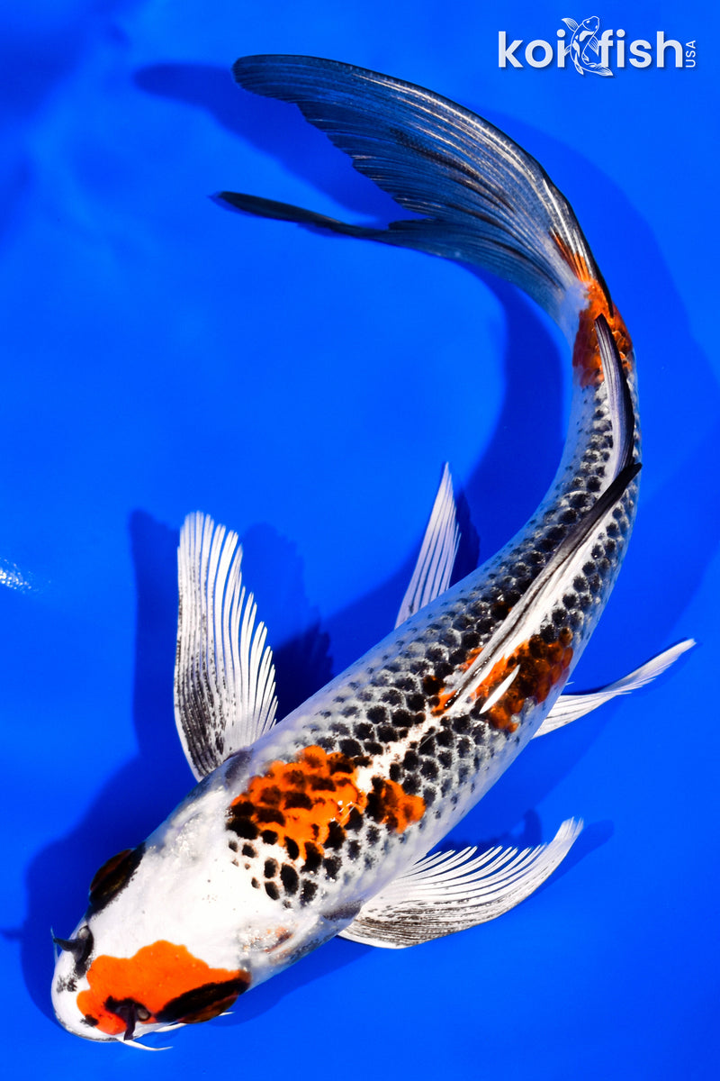 7" KUJAKU BUTTERFLY