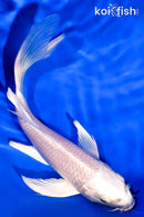 5.75" PLATINUM OGON BUTTERFLY