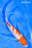 6" KOHAKU BUTTERFLY