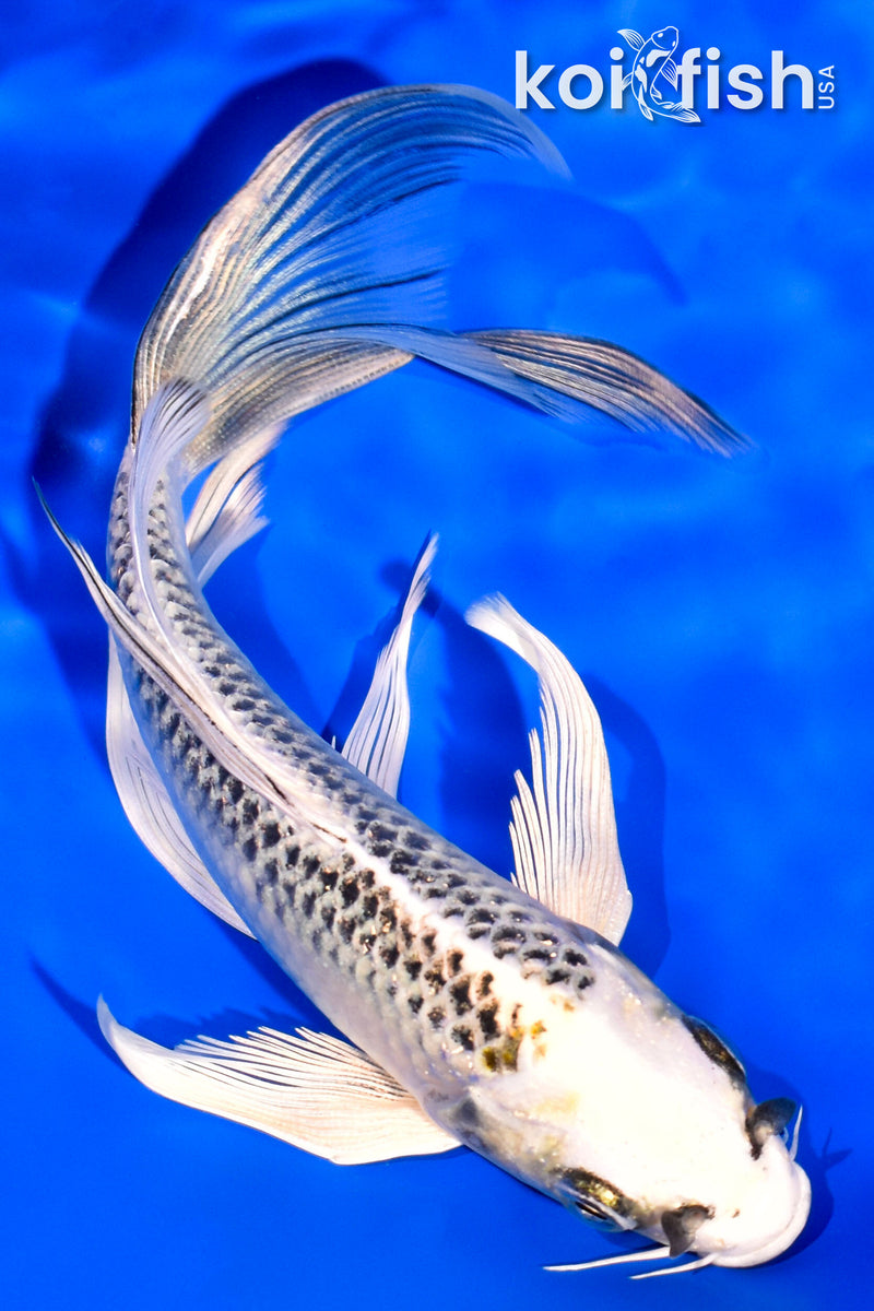 6.5" GIN MATSUBA BUTTERFLY