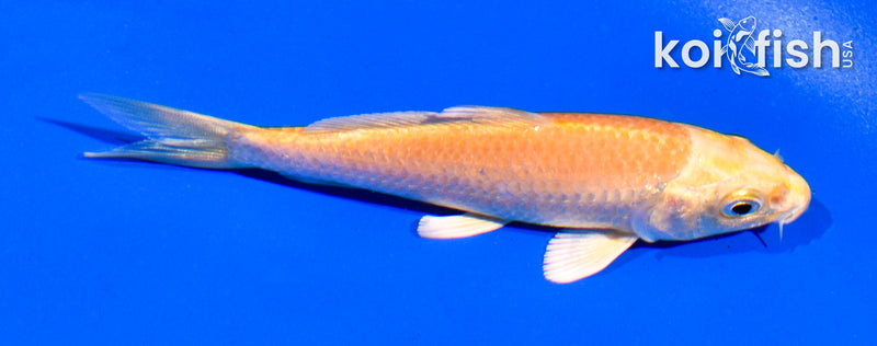 4" YAMABUKI OGON