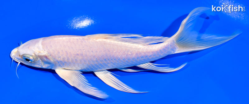 7.5" PLATINUM OGON BUTTERFLY