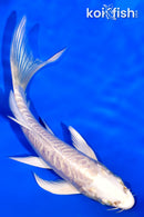 5.75" ARAGOKE PLATINUM OGON BUTTERFLY