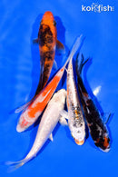 PACK OF (5) 3-4" STANDARD KOI