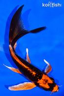 6" ARAGOKE BENI KIKOKURYU BUTTERFLY