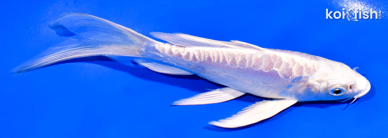 6" ARAGOKE PLATINUM OGON BUTTERFLY