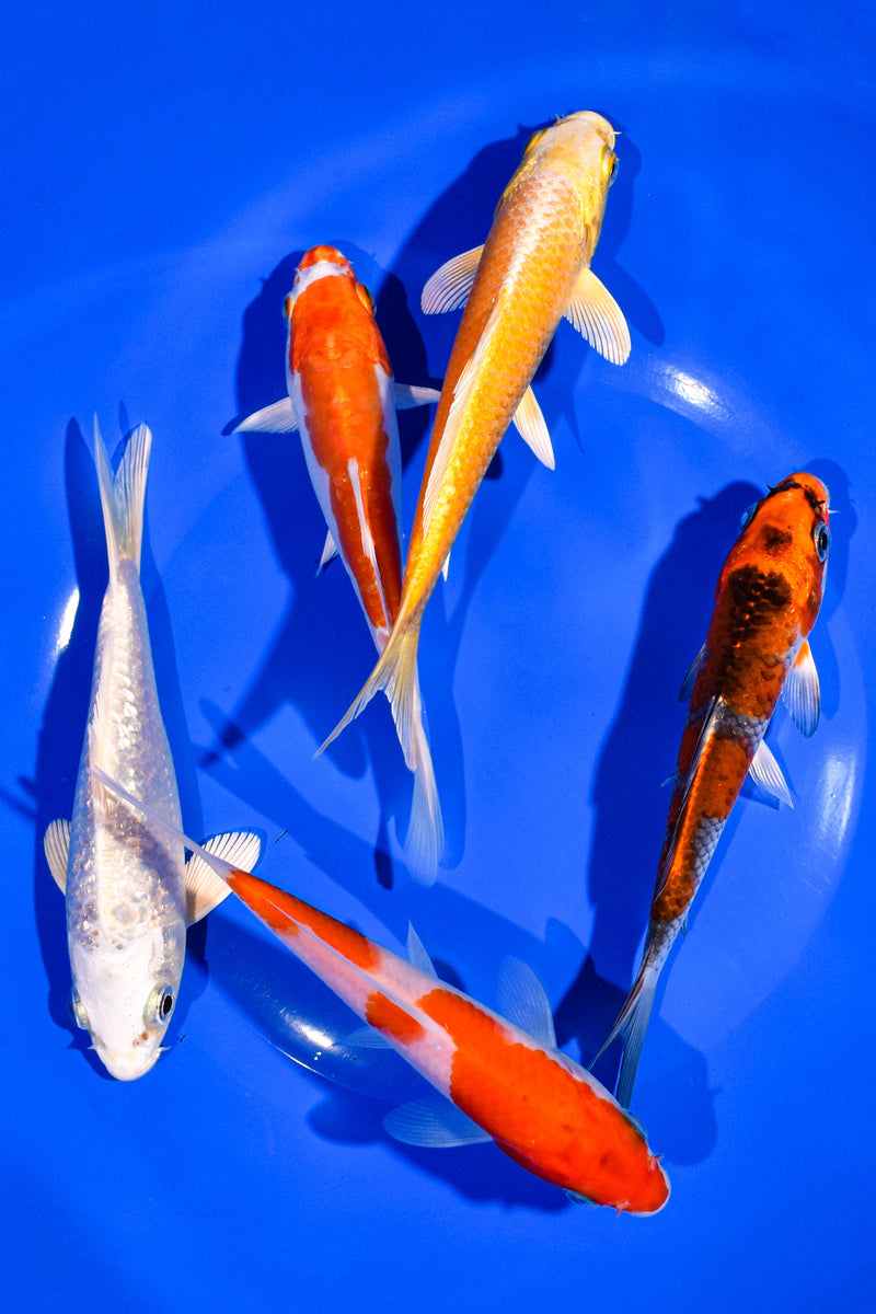 PACK OF (5) 5-6" STANDARD KOI