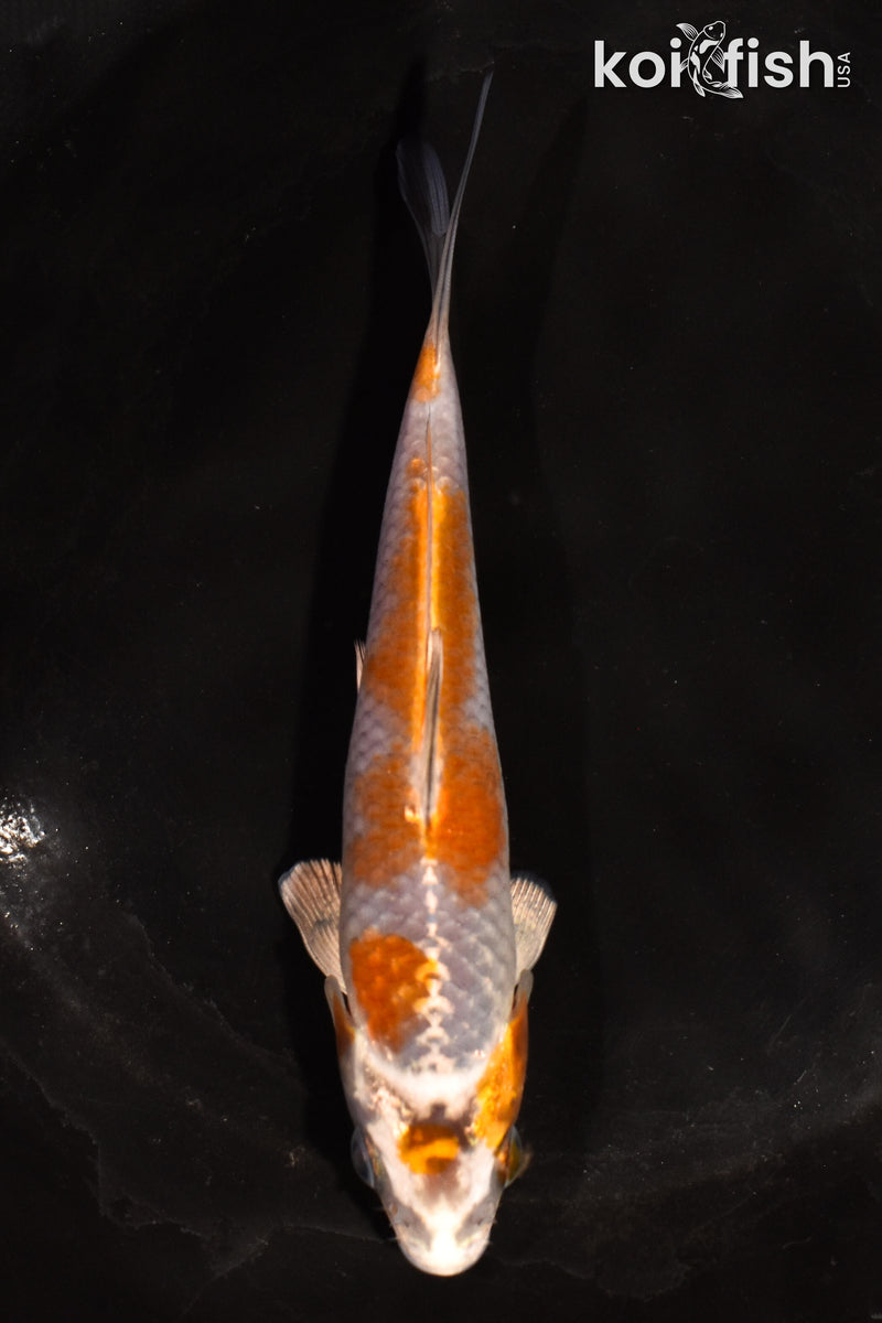 5" BENI GINGA