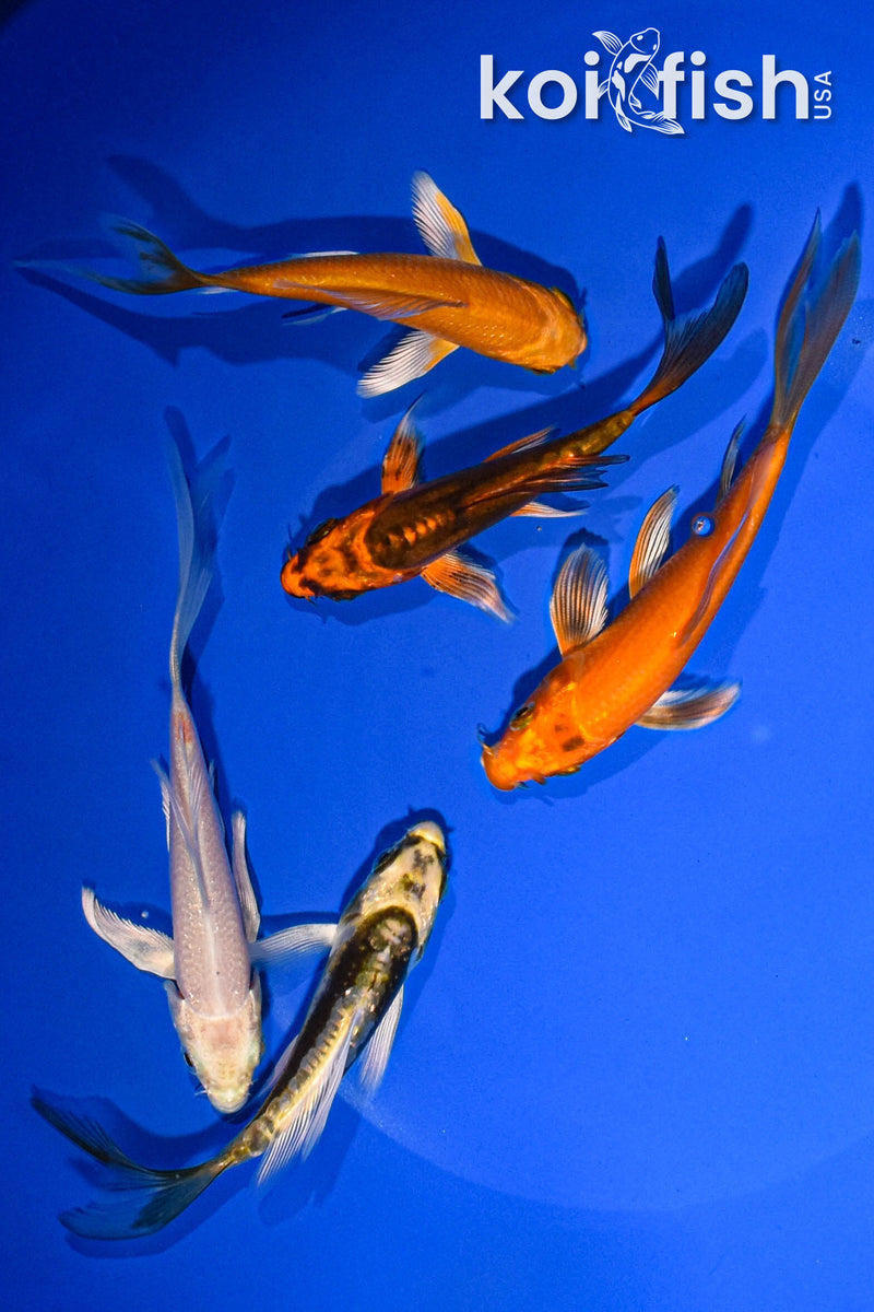 PACK OF (5) 3-4" BUTTERFLY KOI