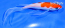 5.5" KOHAKU BUTTERFLY