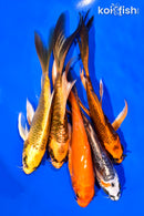 PACK OF (5) 5-6" BUTTERFLY KOI