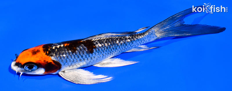 5.25" KUJAKU BUTTERFLY