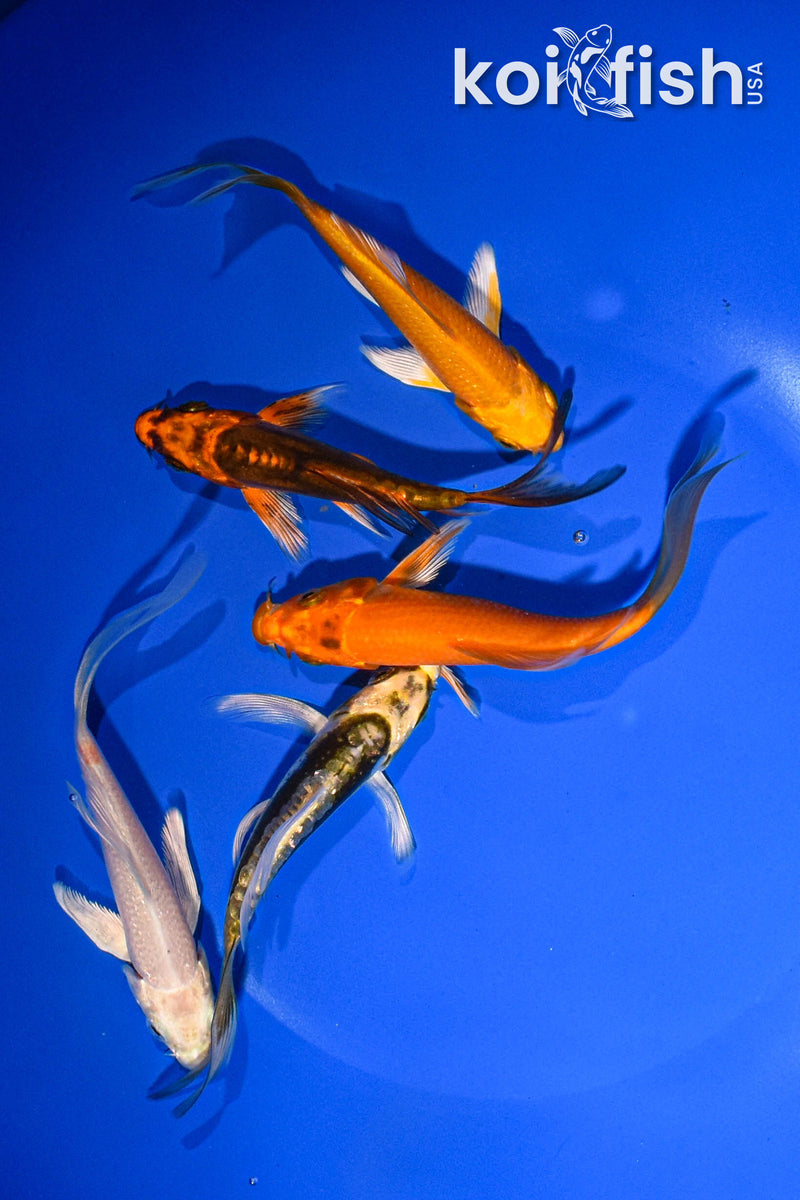 PACK OF (5) 3-4" BUTTERFLY KOI