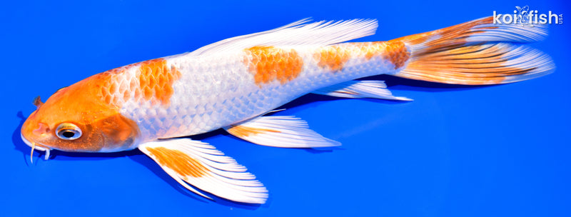 8.5" HARIWAKE BUTTERFLY