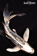 7" GINRIN ARAGOKE KIKOKURYU BUTTERFLY