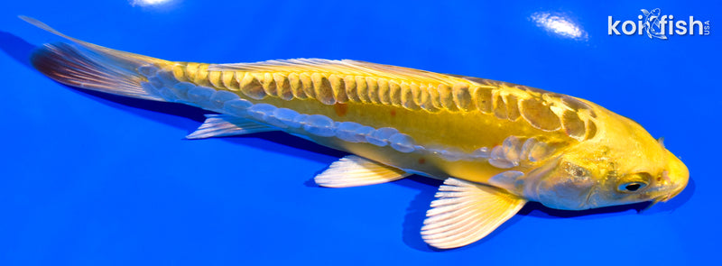 6.5" DOITSU KI MATSUBA