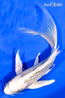 7.5" GIN MATSUBA BUTTERFLY