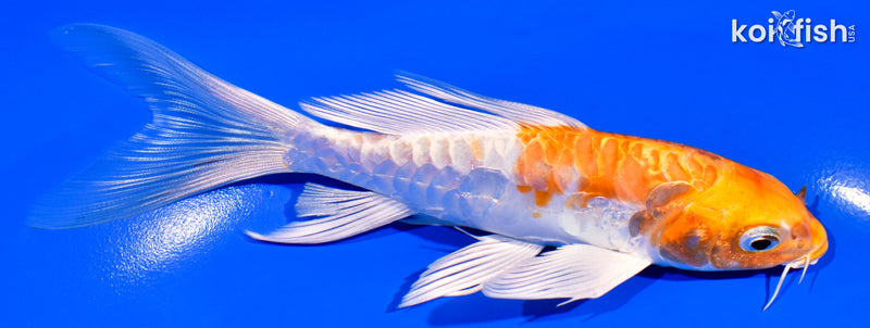 5.75" ARAGOKE KIKUSUI BUTTERFLY