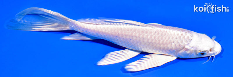 7.25" PLATINUM OGON BUTTERFLY