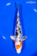 7.25" HEISEI NISHIKI