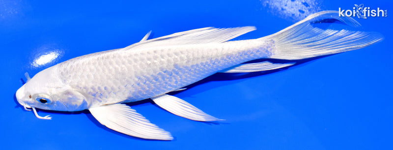 7.5" PLATINUM OGON BUTTERFLY