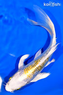 7.75" GINRIN KUJAKU BUTTERFLY