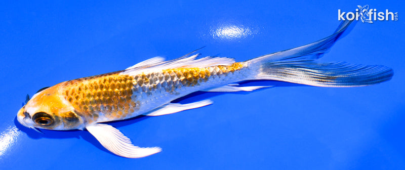 6" GINRIN KUJAKU BUTTERFLY