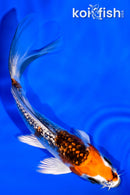 4.25" GINRIN KUJAKU BUTTERFLY