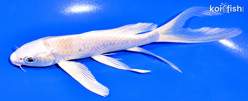 6" PLATINUM OGON BUTTERFLY