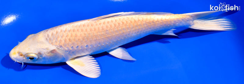 7.25" YAMABUKI OGON