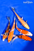 PACK OF (5) 3-4.5" STANDARD KOI