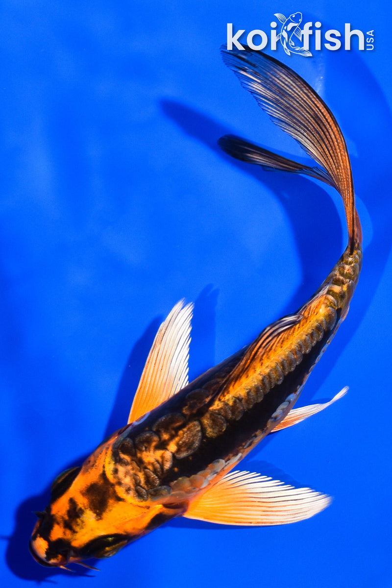 5" DOITSU ORENJI MATSUBA BUTTERFLY
